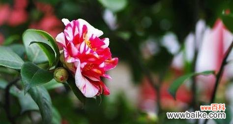 探索鱼腥草的花语及其源远流长的传说 鱼腥草花语与传说