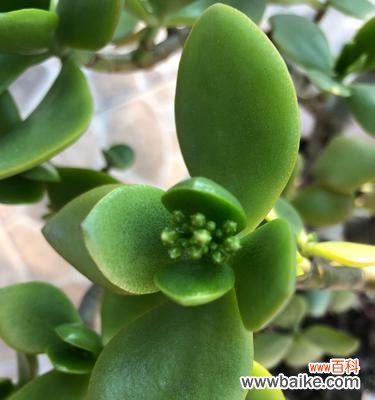 探究玉树开花的吉祥寓意 以玉树开花的寓意与象征意义