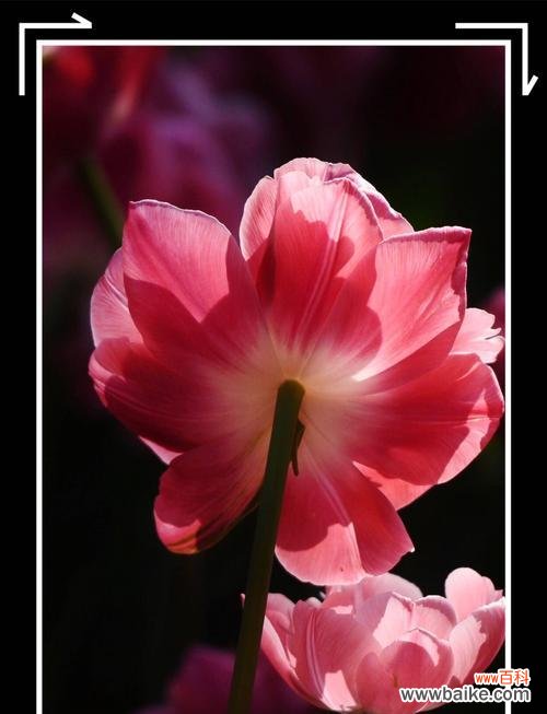 用一朵郁金香 郁金香的花语