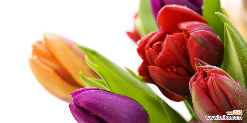 郁金香花的寓意与传统价值 郁金香花的象征意义及文化传承