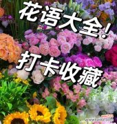 浪漫遗憾的花语有哪些？如何用花语表达复杂情感？