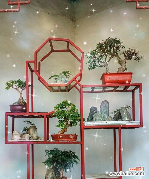 莳萝花语是什么?网络用语中代表什么?