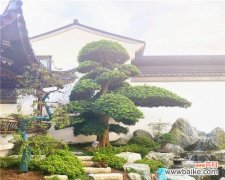 莳萝花语是什么？网络用语中代表什么？