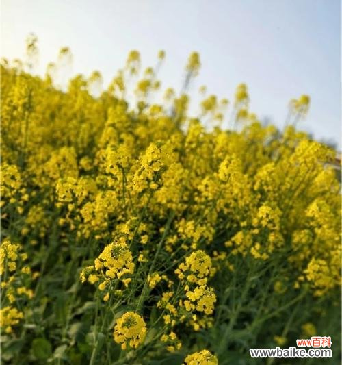 加油小土豆的花语是什么?它传递了哪种鼓励?