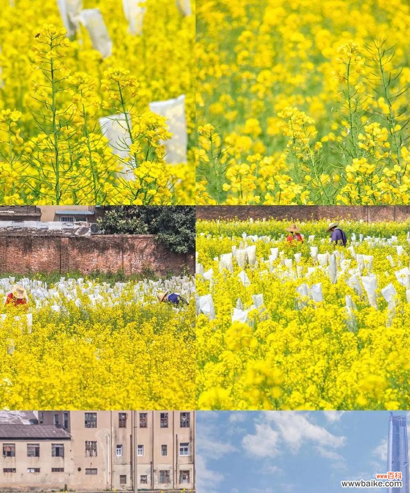 加油小土豆的花语是什么?它传递了哪种鼓励?