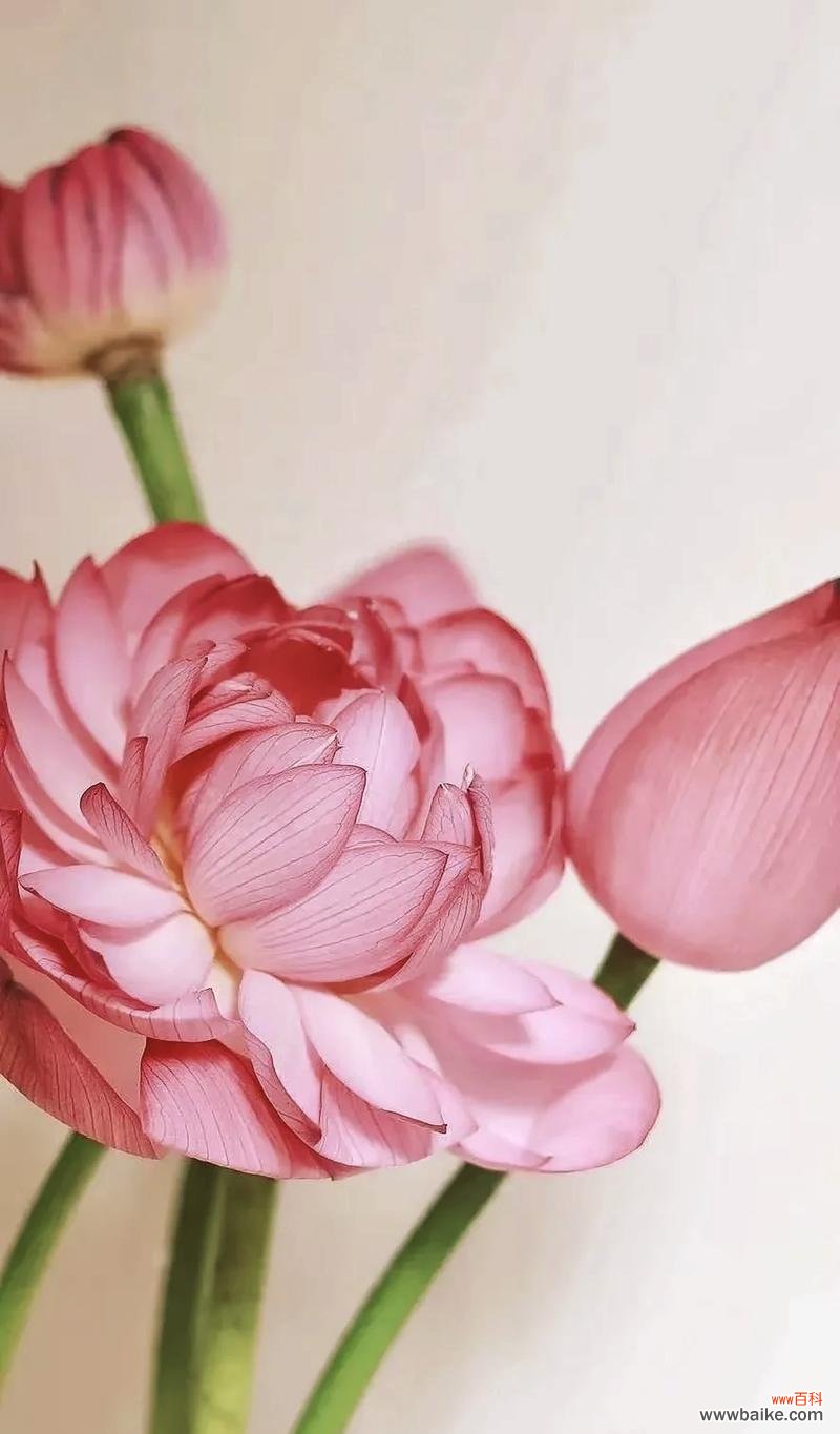 不染凡俗的花语有何深意?