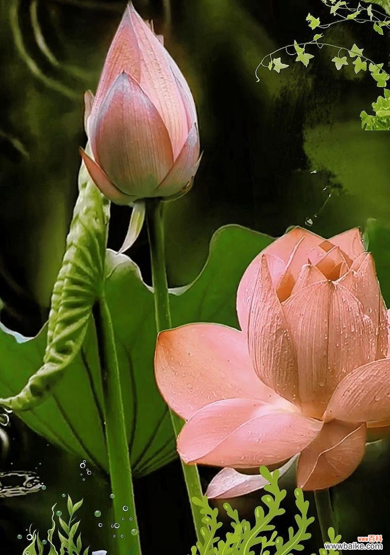 不染凡俗的花语有何深意?