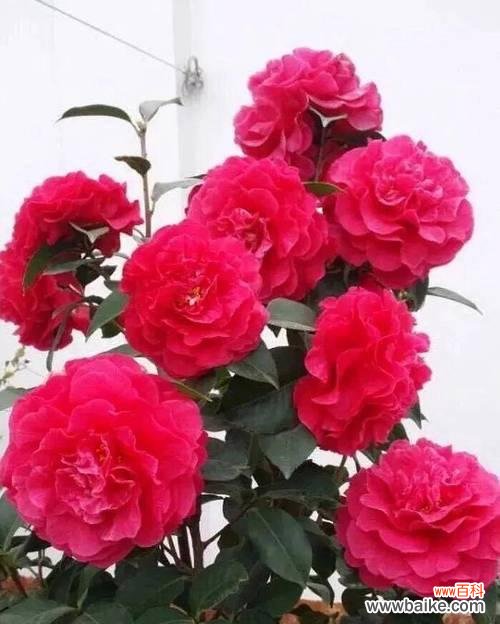 山茶花的花语是什么？它如何象征好运和幸福？