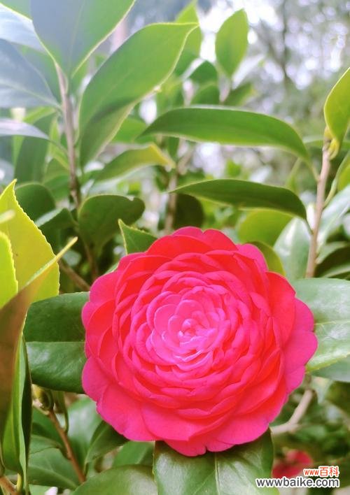 山茶花的花语是什么？它如何象征好运和幸福？