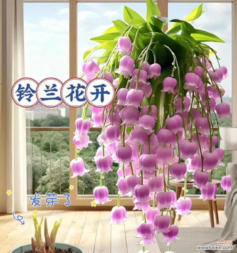 红铃兰花的花语是什么？有何特别含义？