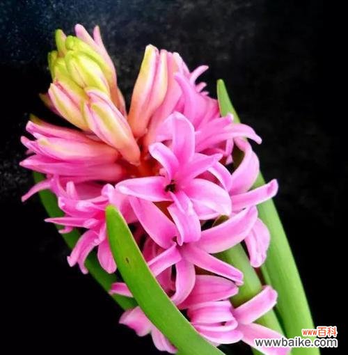 赏心悦目的粉色风信子散发着爱的气息 粉色风信子的花语