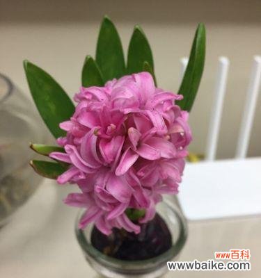 赏心悦目的粉色风信子散发着爱的气息 粉色风信子的花语