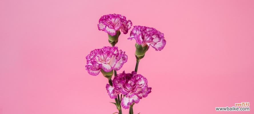 以粉色康乃馨为主题，探索其花语寓意和魅力 康乃馨花语