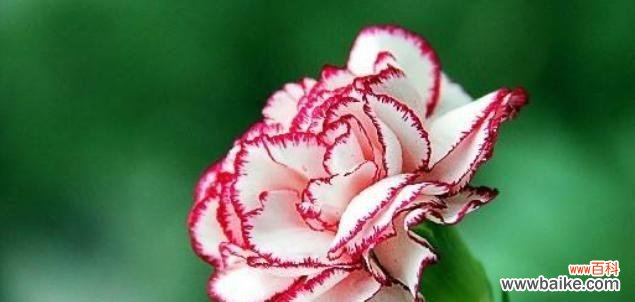 以粉色康乃馨为主题，探索其花语寓意和魅力 康乃馨花语