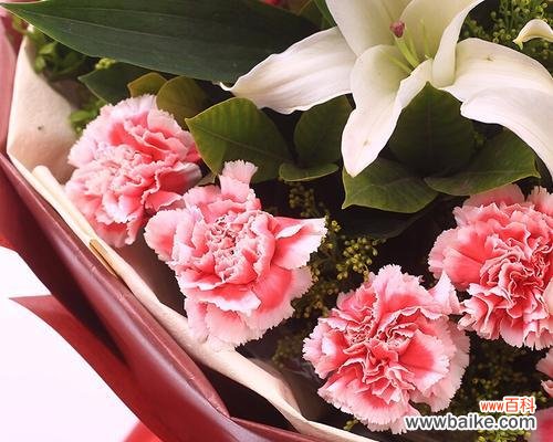 美丽温柔的粉色康乃馨，传递着爱与祝福 粉色康乃馨的花语和寓意