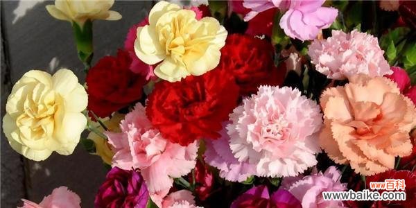 美丽温柔的粉色康乃馨，传递着爱与祝福 粉色康乃馨的花语和寓意