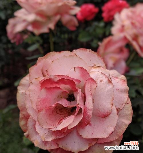 探寻粉色玫瑰背后的浪漫与温柔 11朵粉色玫瑰的意义与象征