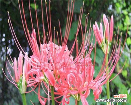 用曼珠沙华花的花语给生活带来温暖和力量 粉色曼珠沙华花语