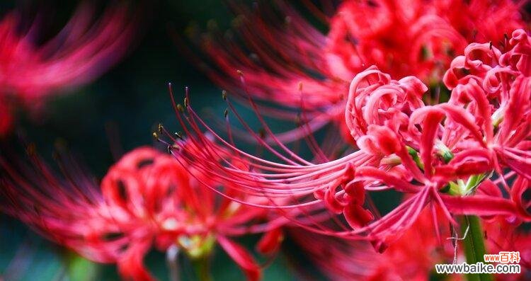 用曼珠沙华花的花语给生活带来温暖和力量 粉色曼珠沙华花语