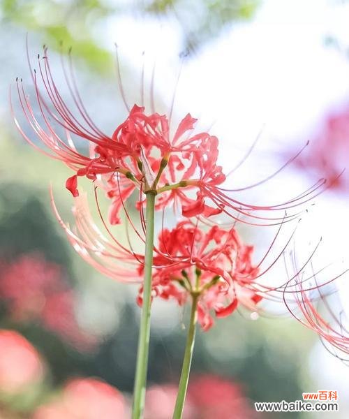 美丽的曼陀罗花所传递的情感和寓意 探秘粉色曼陀罗的花语