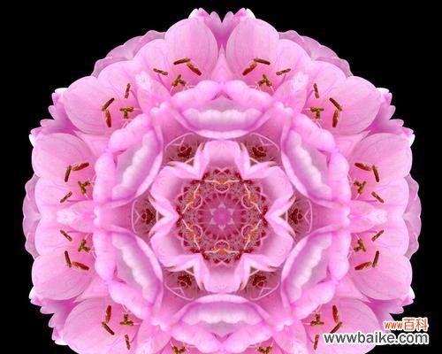 美丽的曼陀罗花所传递的情感和寓意 探秘粉色曼陀罗的花语