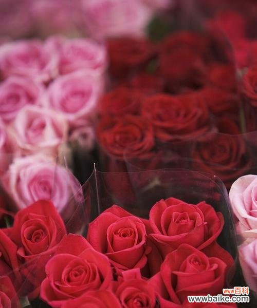 33朵粉色玫瑰花传递的浪漫和爱情 33朵粉色玫瑰花的象征意义