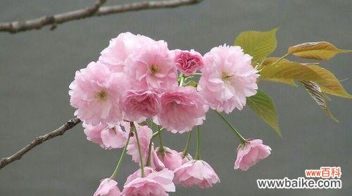 御衣黄花的历史渊源 御衣黄花