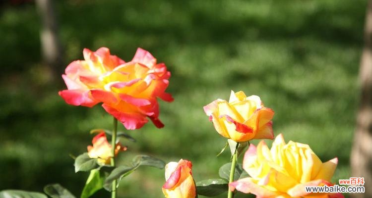 探索花海中的情感语言 月季花花语的美丽与含义