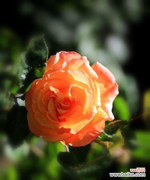 探索月季花的深层意义 月季花花语的象征与寓意