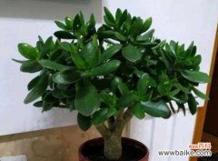 探寻盆景树的灵性之美 盆景树的寓意与赏析