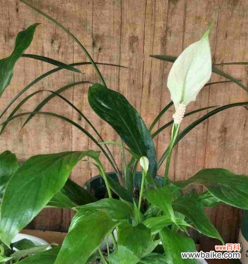 绽放出人生华章的美丽花朵 金榜题名之花——花开寓意荣耀的象征