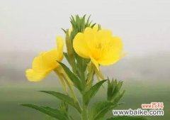 探索月见草的花语和神秘传说 月见草花语与传说