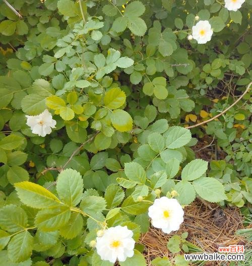 你说树的花语是什么意思？说树的花语中蕴含了哪些情感？