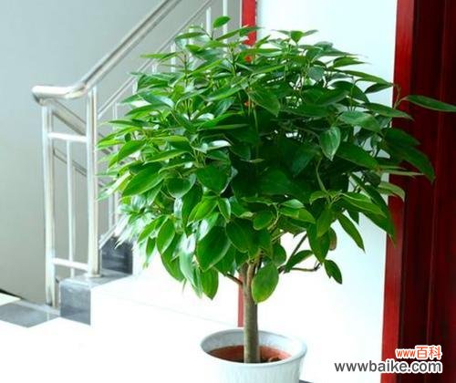 诗露花语代表什么含义?档次如何评定?