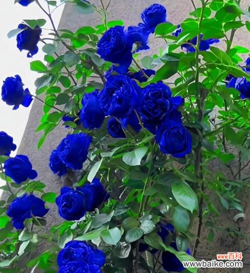 蓝色花姬的花语代表什么?