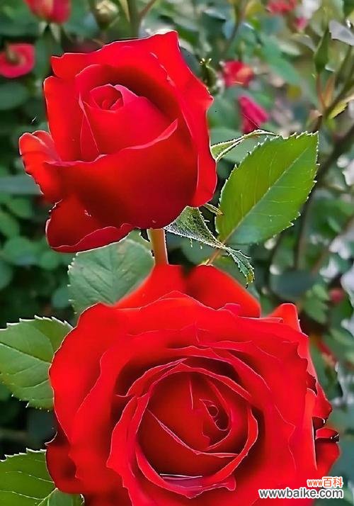 33朵红玫瑰的花语是什么？它在表达心愿时有何特殊含义？