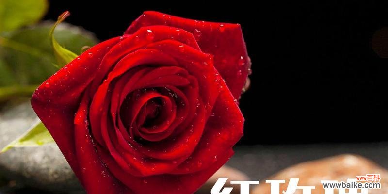 四头玫瑰花代表了什么?四头玫瑰花的花语有哪些?