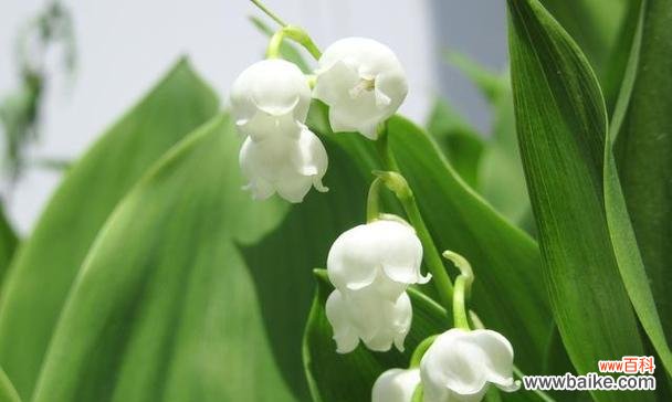 风铃铃兰的花语是什么意思?它的寓意有哪些?