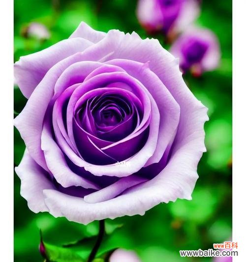 渐变紫玫瑰女神的花语有何特别之处?渐变紫玫瑰女神的花语代表什么?