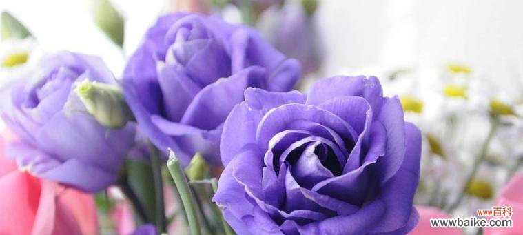 渐变紫玫瑰女神的花语有何特别之处?渐变紫玫瑰女神的花语代表什么?