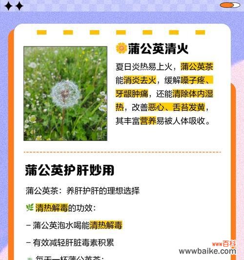 蒲公英花语精灵代表什么含义？