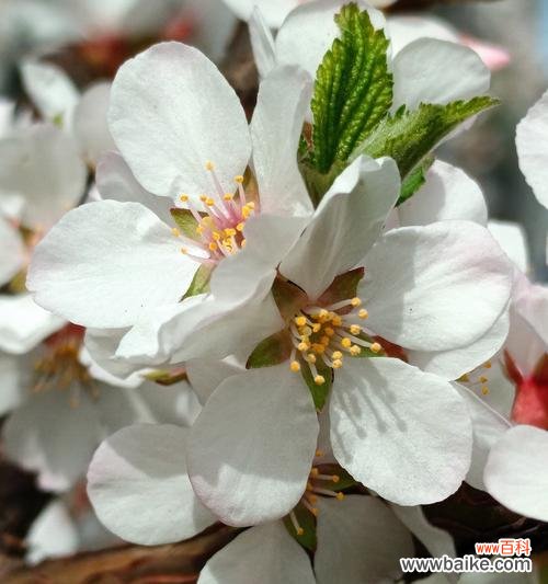 隐忍的花语代表了哪种情感？