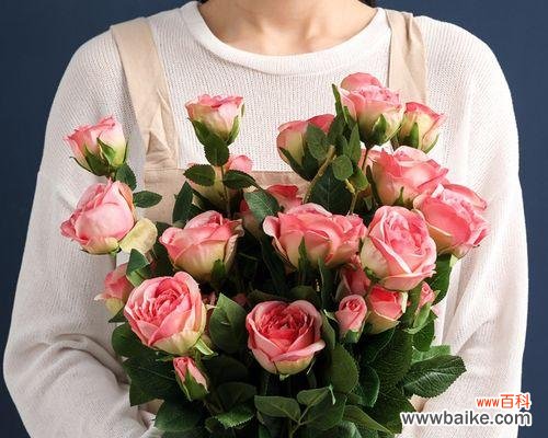 探索粉色玫瑰花的浪漫意义 粉色玫瑰花的代表寓意