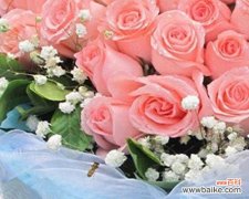 探索粉色玫瑰花的浪漫意义 粉色玫瑰花的代表寓意
