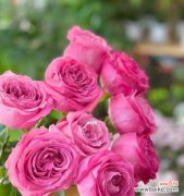 传递爱与温柔的象征 粉色玫瑰花的花语之美