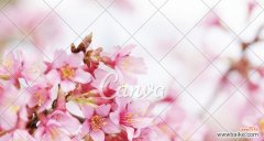 探寻粉色樱花的花语与含义，感受浪漫与美好的力量 粉色樱花的花语——浪漫与美好