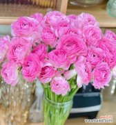 探索牡丹花的浪漫与优雅之美 粉色牡丹花的寓意与象征