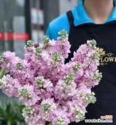 探寻粉色紫罗兰的花语，感受温柔与浪漫 粉色紫罗兰的花语及其意义