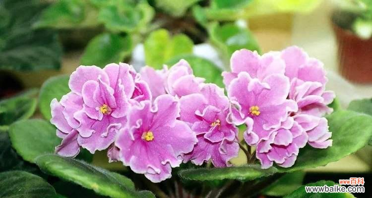 探寻粉色紫罗兰的花语，感受温柔与浪漫 粉色紫罗兰的花语及其意义