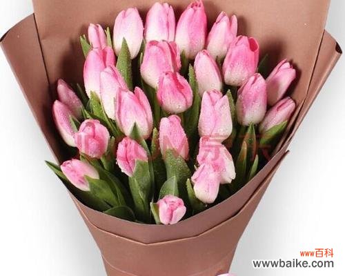 传递浪漫与幸福的花朵之语 粉色郁金香的花语与寓意